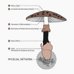 Jack Richardson | Fungi & Mycoremediation Architecture & Design