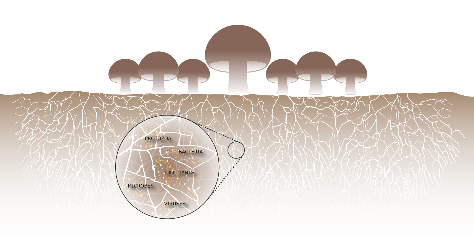 Mycoremediation-pollution-architecture-fungi-contamination-remediation-brownfield